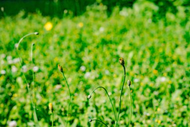 Bahar Çiftlik alanında çiçeklenme çiçekler