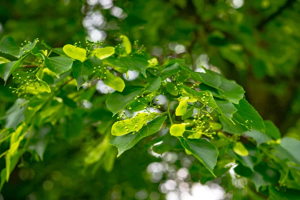 Plantas verdes fundo — Fotografia de Stock