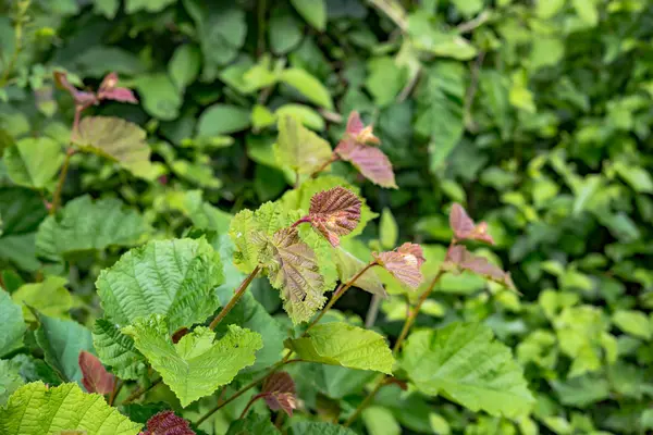 Fondo de plantas verdes — Foto de Stock