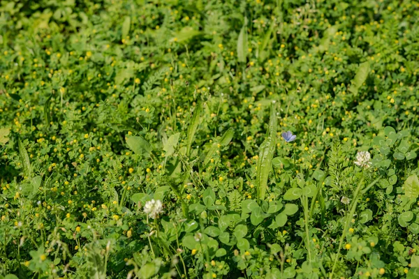 Zomer wilde bloemen — Stockfoto