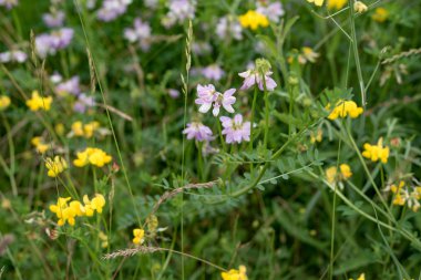 Çayır güzel çiçekler