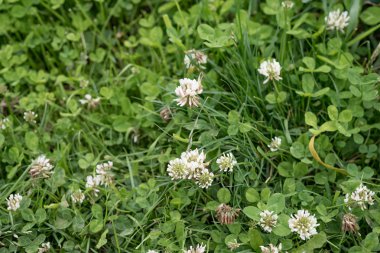 Yaz parlak mısır haşhaş çiçek alan