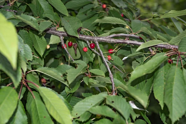 Cherries hanging on a cherry tree branch — Stock Photo, Image