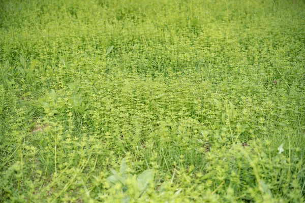 Blumen im grünen Gras aus nächster Nähe — Stockfoto