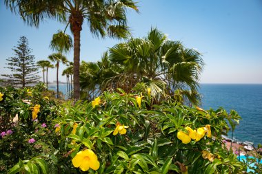 Görünümü güzel tropikal kıyı avuç.