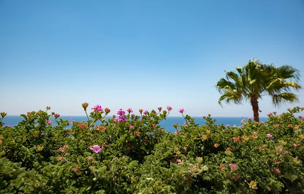 Spain. sea and nice flowers — Stock Photo, Image