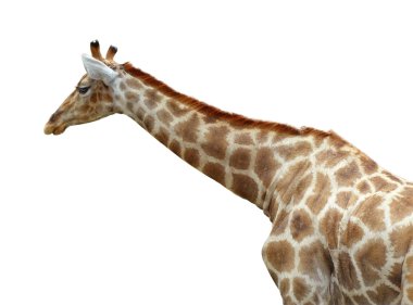 Güzel zürafa izole