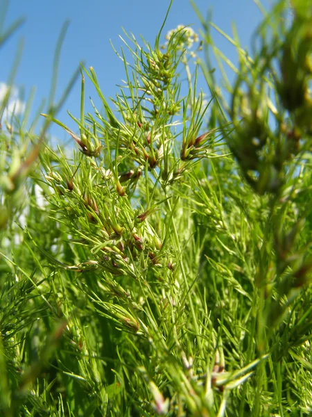 Çim. Taze yeşil çimen.