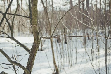 Sonbahar ağaç dalı arka plan