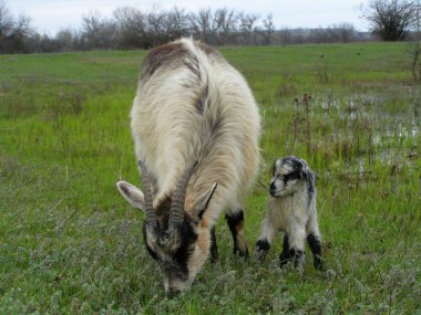 bir keçi ve keçi sahada