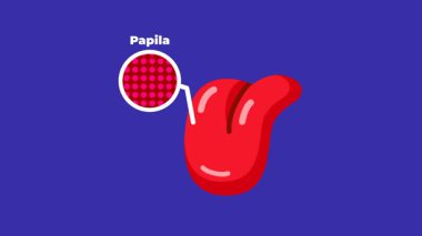 Papillae 'li kırmızı bir dilin etiketli diyagramı tat alma duyusundan, biyolojiden, anatomiden ve duyusal anlayışdan sorumlu insan tat alma duyusunu resmediyor..