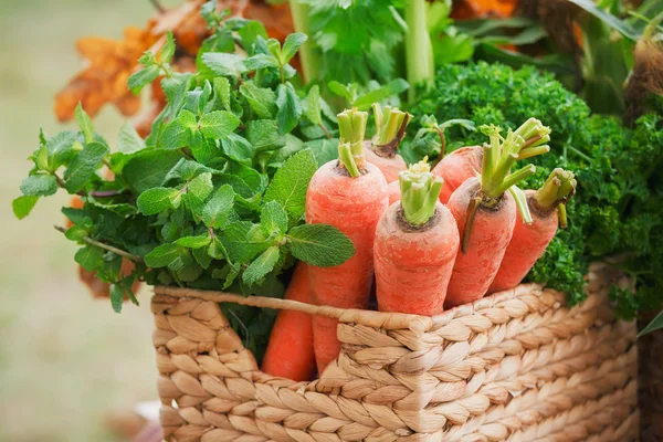 Carrots, mint and parsley in a basket as table decoration — Stock Photo, Image