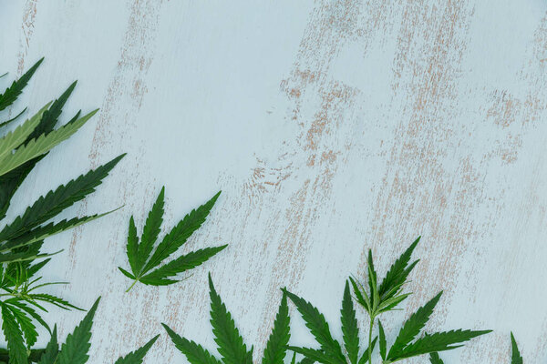 Верхний вид зеленой конопли листья границы на светло-голубой деревянный фон с копированием пространства для текста