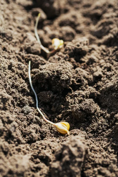 Молодий Саджанці Кукурудзи Лежать Землі Готові Посадки Садівництво Концепція Посадки — стокове фото