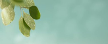 Yeşil okaliptüs yapraklarının üzerine su damlalarını yakın. Yağmur damlalarıyla dolu güzel bir yaprak resmi..