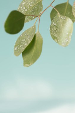 Yağmur damlalarıyla dolu güzel bir yaprak resmi.