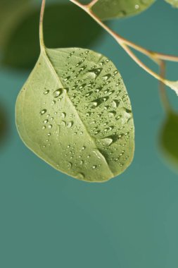 Yağmur damlalarıyla dolu güzel bir yaprak resmi.