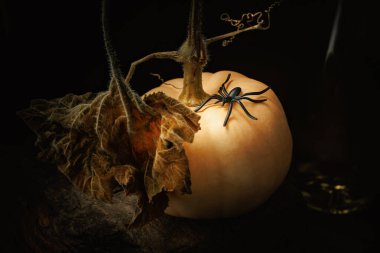 Siyah örümcekli soluk balkabağı ve Cadılar Bayramı temalı kuru yaprak.