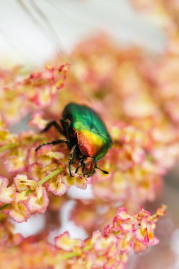 Yanardöner böcek böceği. Çiçeklerin üzerinde canlı bir kabuk var.