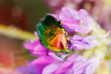 Yağmur damlacıkları ile yabani mor çiçeğin üzerindeki renkli mücevher böceği