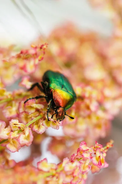 Yanardöner böcek böceği. Çiçeklerin üzerinde canlı bir kabuk var.