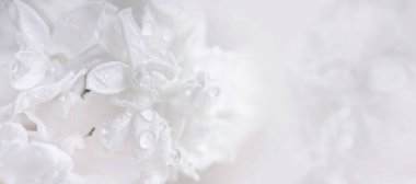 Çiçek açan beyaz leylak dalının yumuşak su damlacıkları ile yumuşak makro fotoğrafı, gelin, spa ya da çiçek teması için mükemmel.