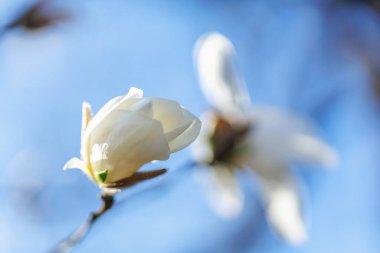 Canlı mavi gökyüzüne karşı yumuşak taç yaprakları olan tek bir beyaz manolya çiçeğinin makro yakın çekimi