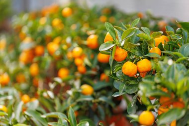Yumuşak doğal ışıkta olgun meyveler ve yeşil yapraklarla sıralanmış saksı ağaçları.