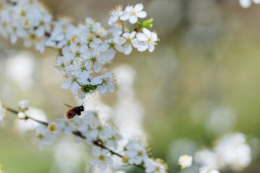Çiçek açan bir dalda narin bahar çiçeklerini ziyaret eden bir yaban arısının makro fotoğrafı mevsimlik doğanın ve tozlayıcıların güzelliğini gözler önüne seriyor..