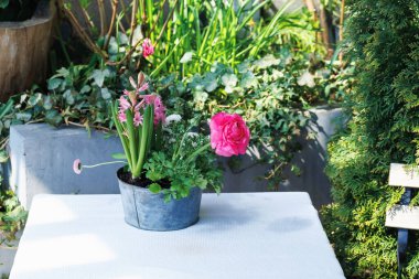 Bahçenin arka planında yemyeşil bir masa üzerine yerleştirilmiş küçük metal bir saksıda çeşitli pembe ve beyaz bahar çiçekleri.