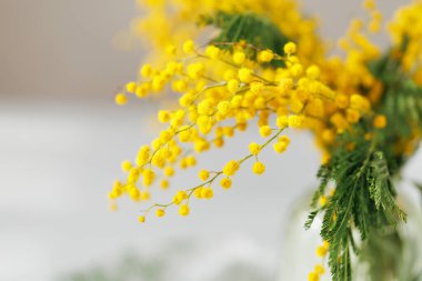 Mimoza dalına yakın, arka planda sarı çiçekler var.