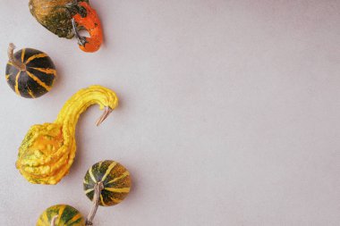 Kıvrımlı sarı kabak ve çizgili kabak desenli ışık arkaplanında boşluk