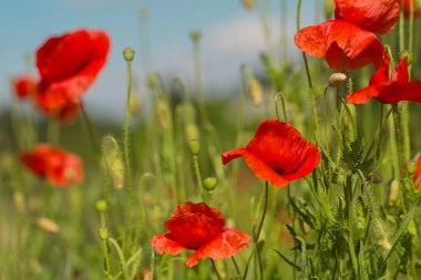 Vibrant red poppy blossoms in green meadow with blue sky background natural sunlight summer wildflower field shallow depth of field