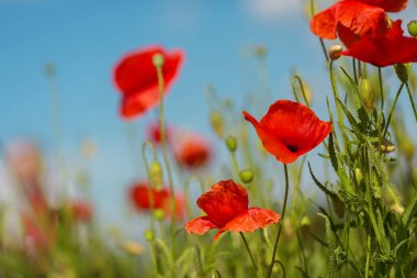 Yeşil çayırlarda açan kırmızı gelincik çiçekleri açık mavi gökyüzüne karşı titrek taç yaprakları yaz tarlaları.