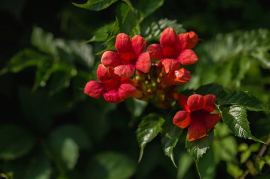Yeşil tırmanma bitkisinin üzerindeki kırmızı kamp çiçeği kümesi. Arka plan bulanık. Doğal yaz bahçesi.