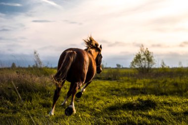 Günbatımı güneş at dansları