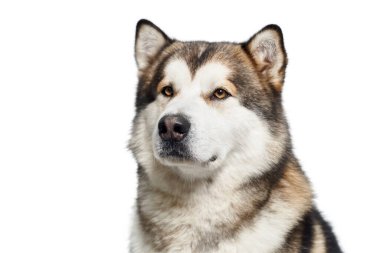 Beyaz arka planda Sibirya esmer iri stüdyo resmi.