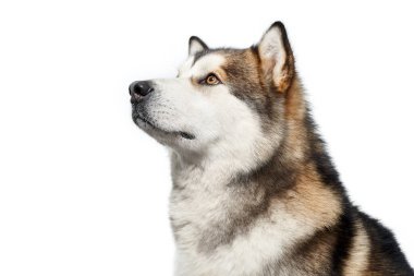Kahverengi Sibirya 'lı iri yapılı, nazik bakışlı..
