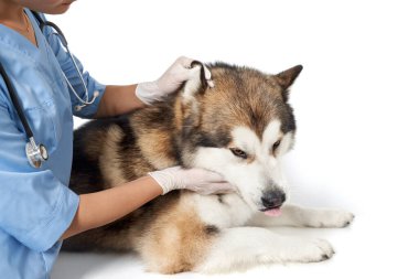 Veteriner köpeğini muayene ediyor..