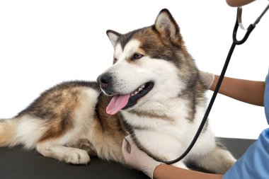 Husky köpek kliniğinin kalp atışları yavaşlıyor..