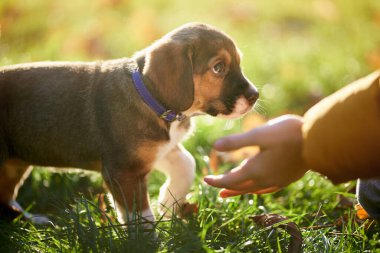 Sonbahar parkında yeşil çimlerde yürüyen kahverengi köpek yavrusu..