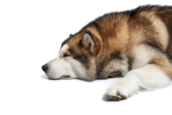 Beautiful young adult husky dog lying on white background. — Stock Photo, Image