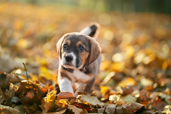 Szczeniak spacerujący w kolorowych jesiennych liściach. — Zdjęcie stockowe