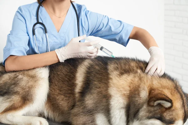 Állatorvos: husky kutya vakcinázása a klinikán. — Stock Fotó