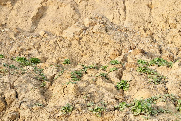 Textura solo arado com plantas. — Fotografia de Stock