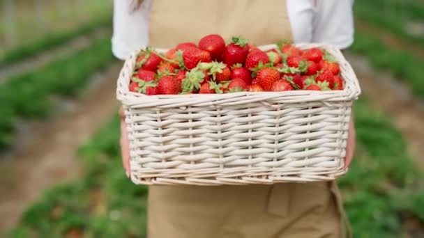 Landwirt hält frische Erdbeeren im Weidenkorb. — Stockvideo