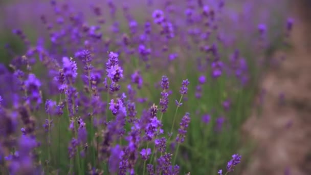 Patches de lavanda florescendo violeta em terras agrícolas rurais. — Vídeo de Stock