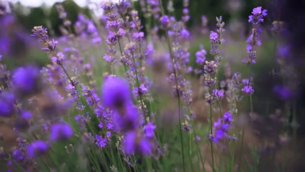 Parches de lavanda de floración violeta en tierras rurales. — Vídeo de stock