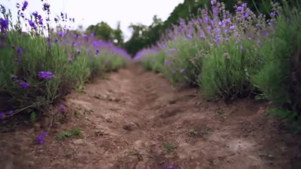 Parches púrpura en el campo de la lavanda floreciente. — Vídeo de stock