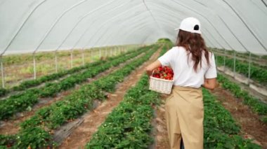 Çekici bir kadın yürüyor ve lezzetli çilekler topluyor..